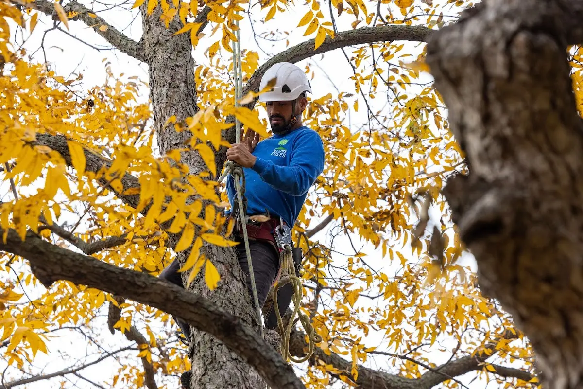 Skilled Tree Planting crew working in Unionville